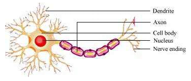 What does a neuron look like