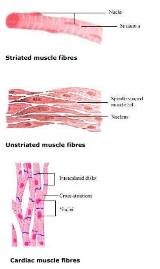 Diagrammatically show the difference between the three types of muscle fibres.
