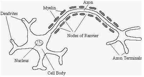 Draw a labelled diagram of neuron