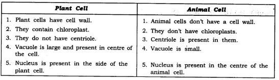 which plant cells are different from animal cells