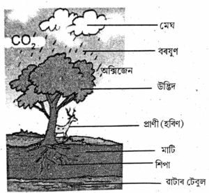 Class 7 Science Chapter - 17 বননি: আমাৰ জীৱন ৰেখা