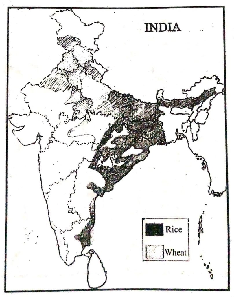Rice and Wheat growing areas