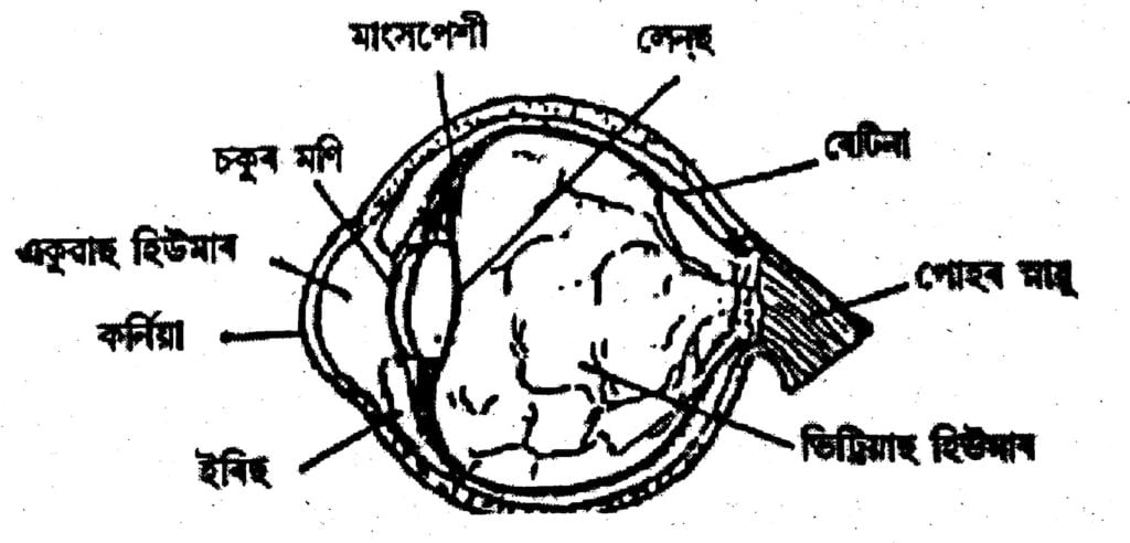 মানুহৰ চকুৰ পৰিষ্কাৰ চিত্ৰ অংকন