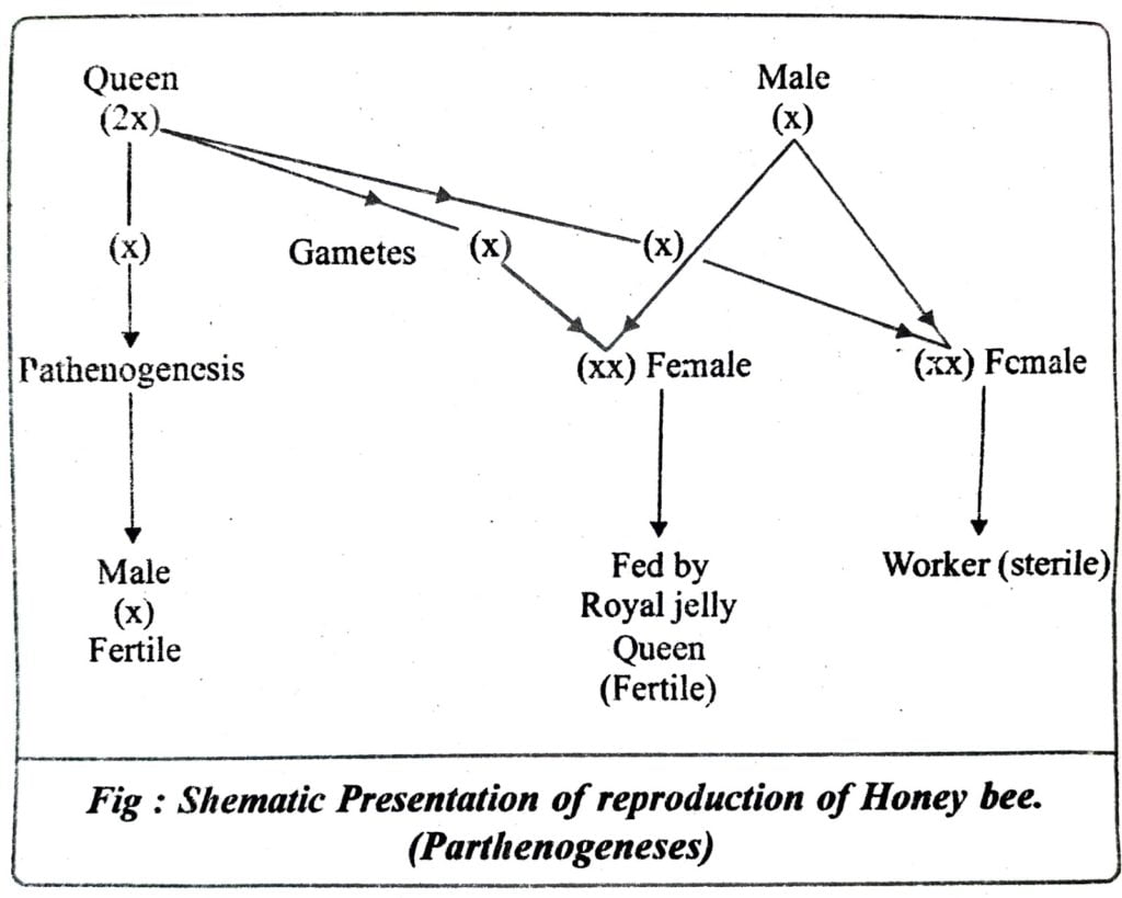 Class 12 biology Chapter 1 Reproduction of Honey Bee