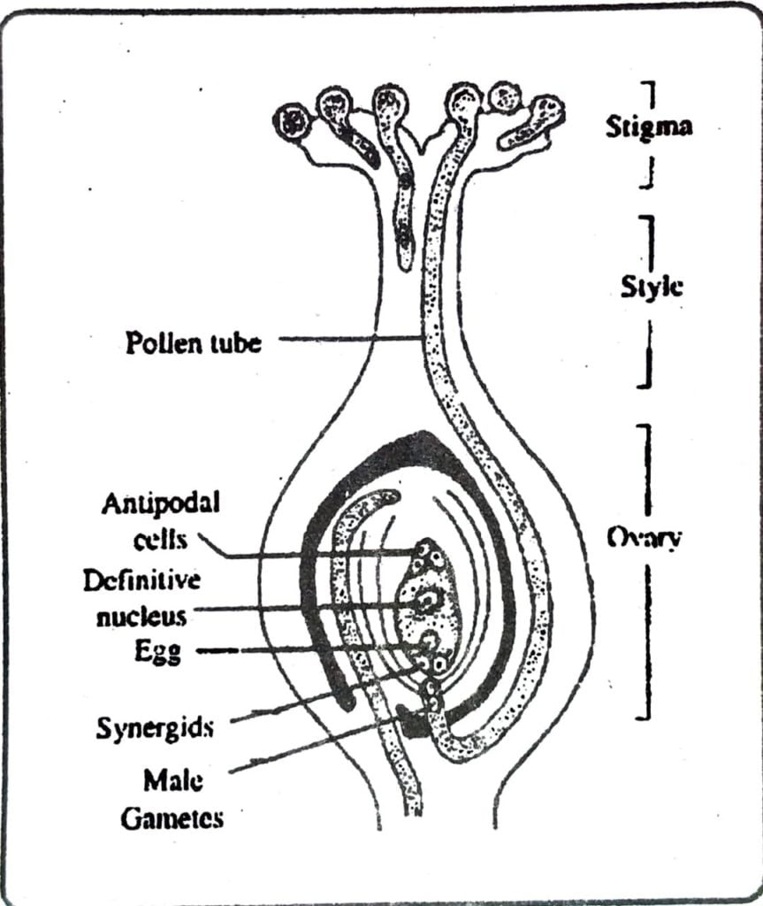 Class 12 Biology Chapter 2 labelled diagram