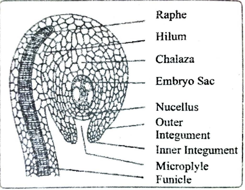 Class 12 Biology Chapter 2 diagram of LS of the angiosperm