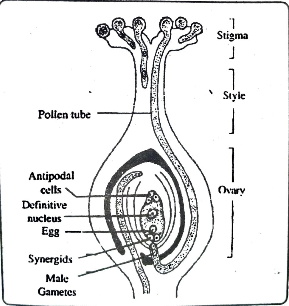 Class 12 Biology Chapter 2 LS of a pistil of angiosperms