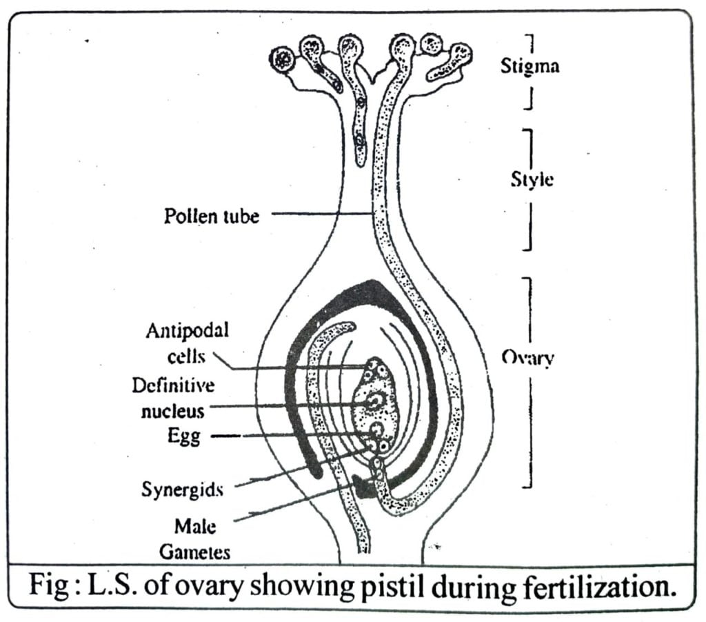 Class 12 Biology Chapter 2 LS of ovary