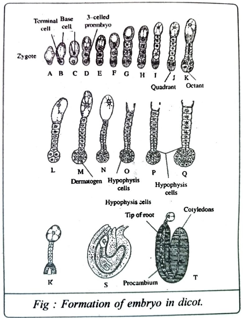 Class 12 Biology Chapter 2 Formation of embryo in dicot