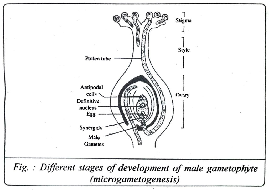 Class 12 Biology Chapter 2 Different stages of development of made gametophyte