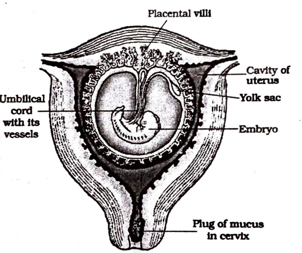 Class 12 Biology Chapter 3 process of development of human embryo