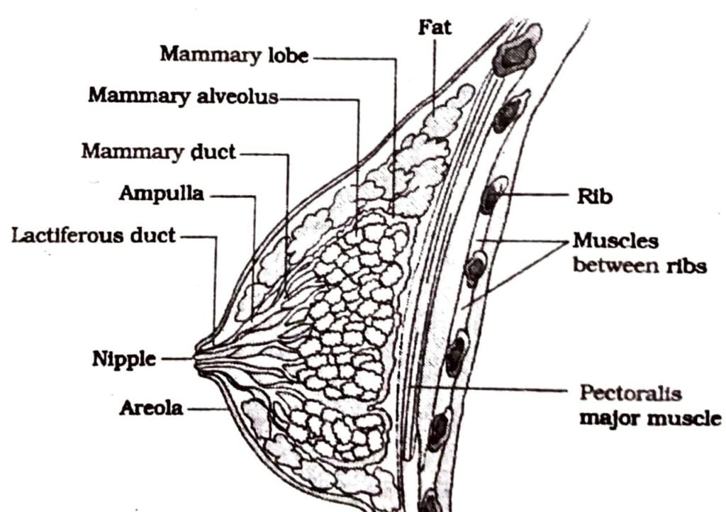 Class 12 Biology Chapter 3 structure of the mammary gland