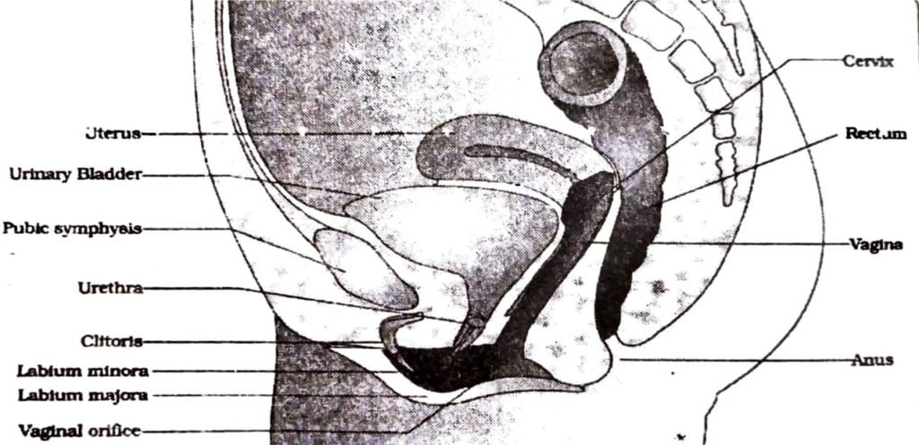 Class 12 Biology Chapter 3 diagrammatic view of the female reproductive system