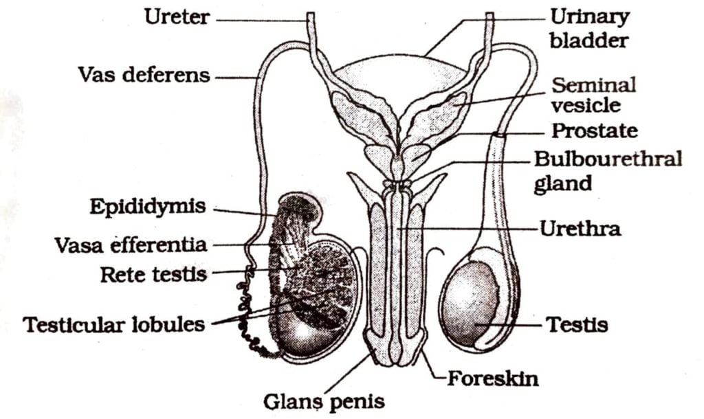 Class 12 Biology Chapter 3 the structure of testes with neat labeled diagram