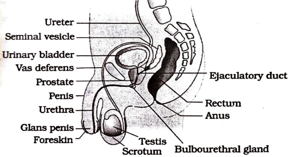 Class 12 Biology Chapter 3 the structure of testes