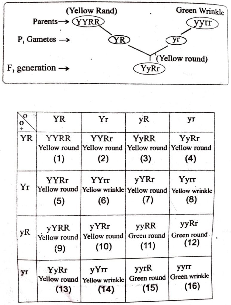 Class 12 Biology Chapter 5 law of Independent assortment using Punnett square