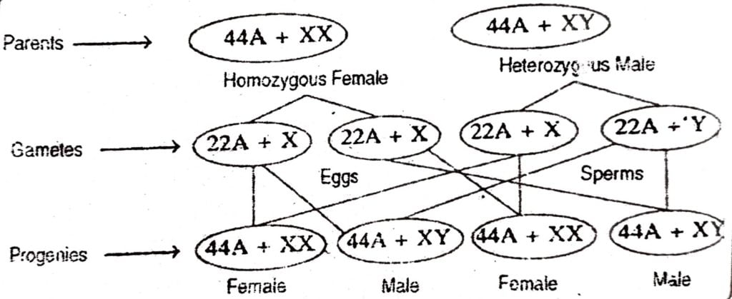 Class 12 Biology Chapter 5 sex determined in human beings