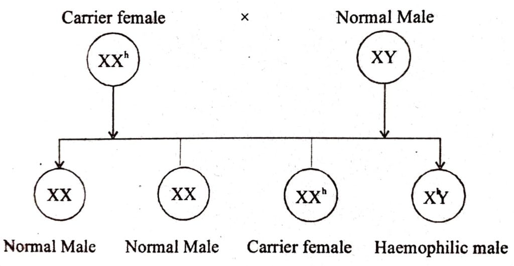 Class 12 Biology Chapter 5 inheritance of haemophilia in man