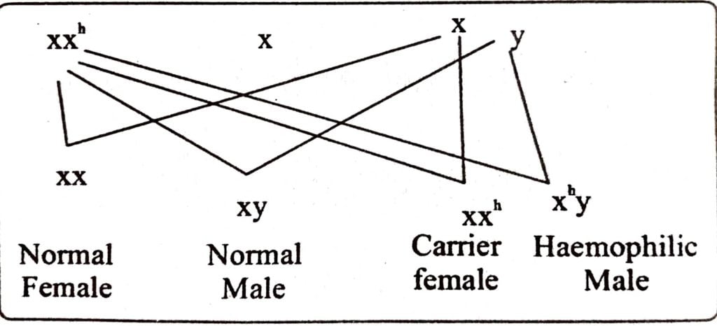 Class 12 Biology Chapter 5 Haemophilia