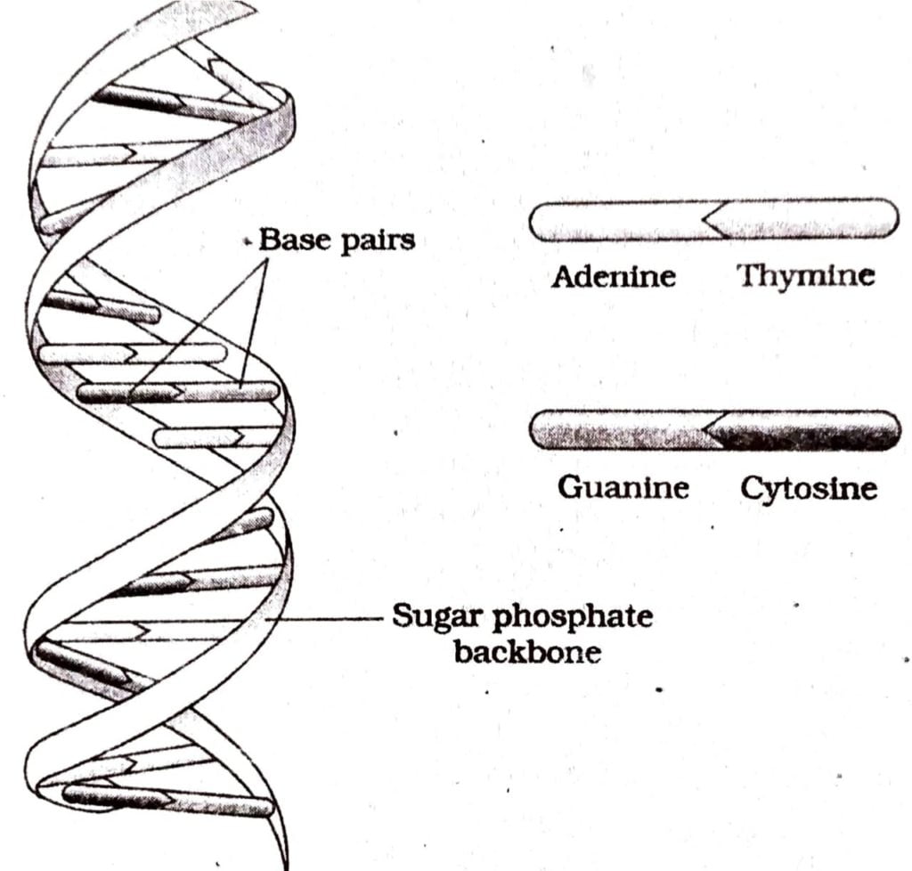 Draw a labelled diagram of the double helical structure of a DNA strand
