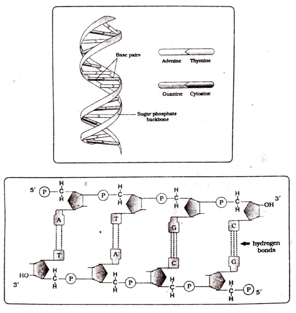 Describe the structure of DNA with a neat labeled diagram