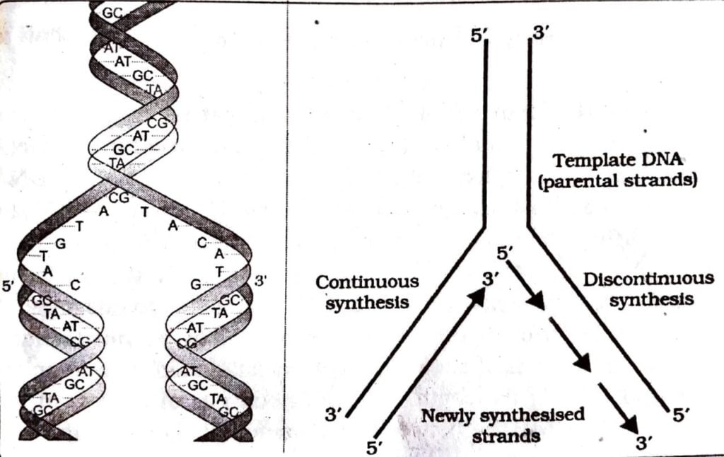 Base Pairing
