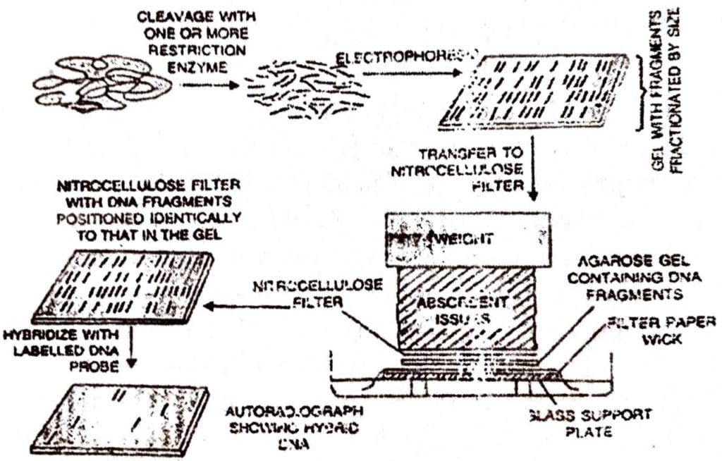 Southern Blotting technique of DNA finger printing