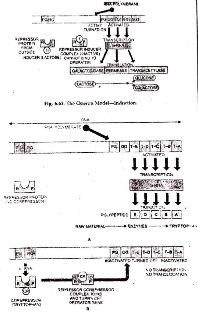 REPRESSIBLE OPERON