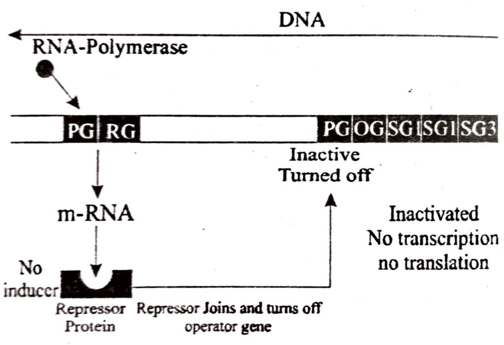 IAC OPERON