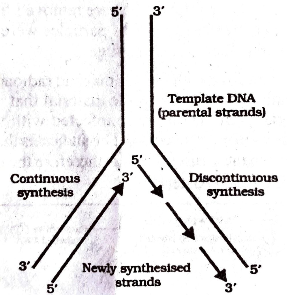 Draw labeled schematic sketch of replication fork of DNA