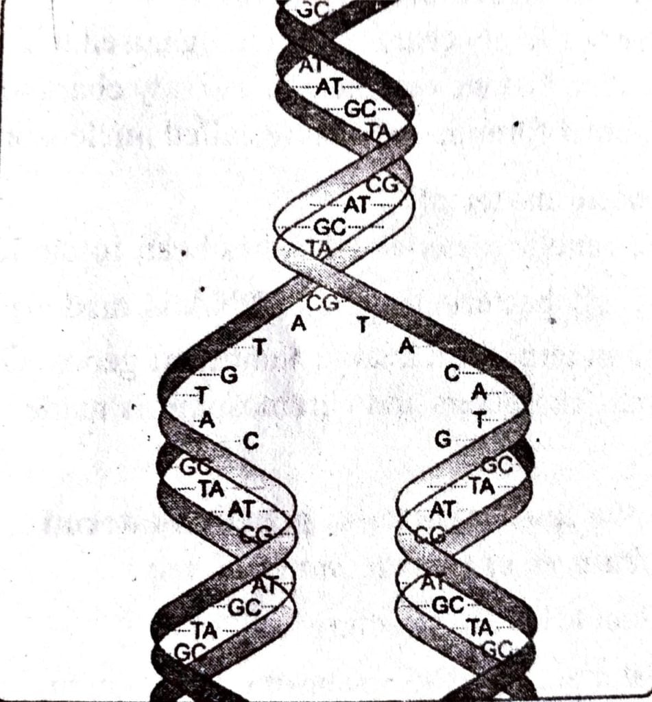 process of DNA replication