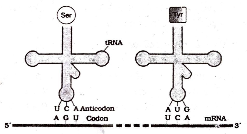 Draw the structure of tRNA
