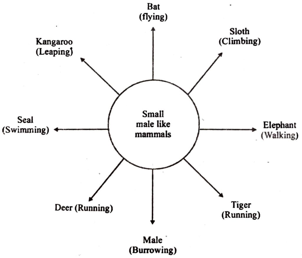 What is adaptive radiation