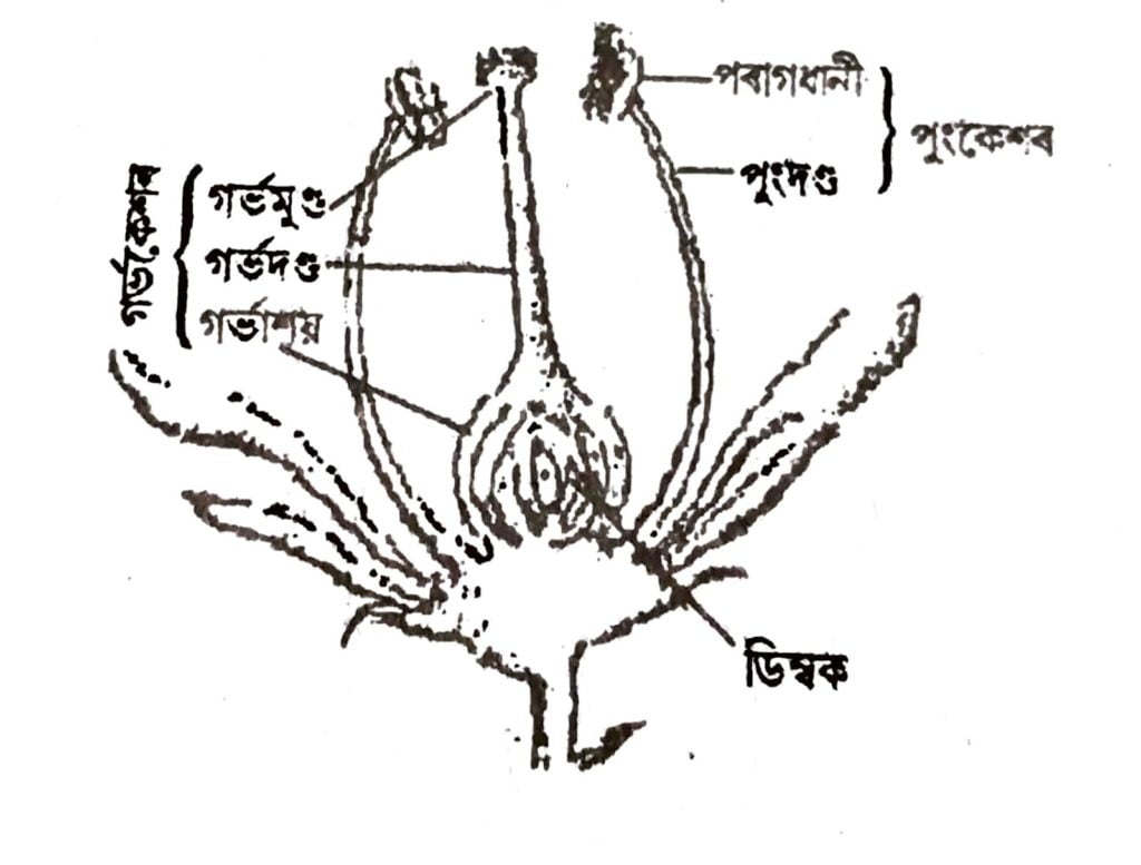 এটা আদৰ্শ ফুলৰ দীৰ্ঘচ্ছেদৰ চিহ্নিত চিত্র আঁকা