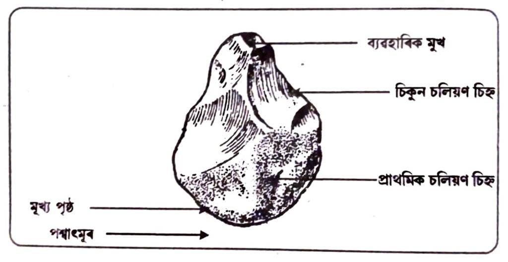 ৯। এখন হস্তুকুঠাৰৰ প্ৰণালীবোৰ বৰ্ণনা লিখা ৷ বা হস্তকুঠাৰ বা কুদাপু মানে কি ? চিত্ৰৰ সহায়ত ইয়াৰ ব্যৱহাৰিক দিশসমূহ লিখা ।