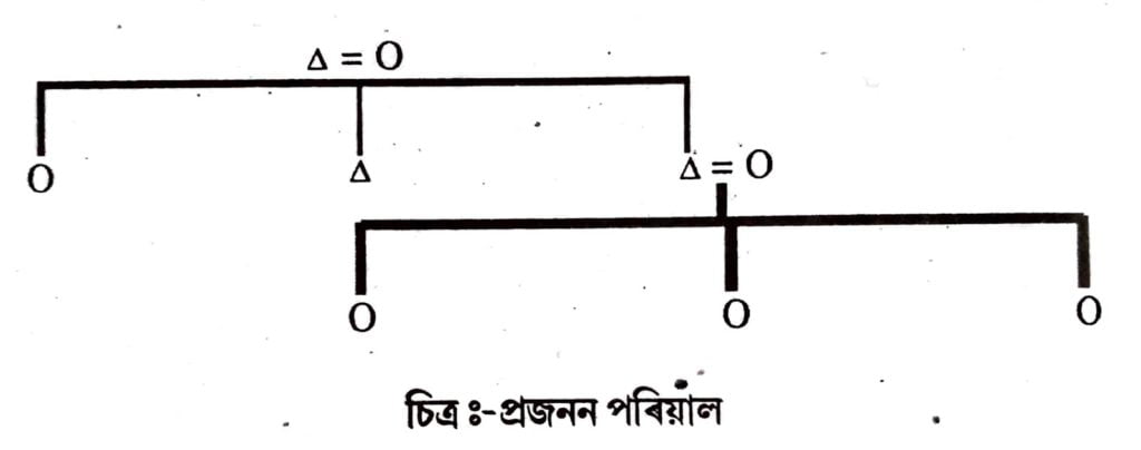 ( খ ) প্ৰজনন পৰিয়াল