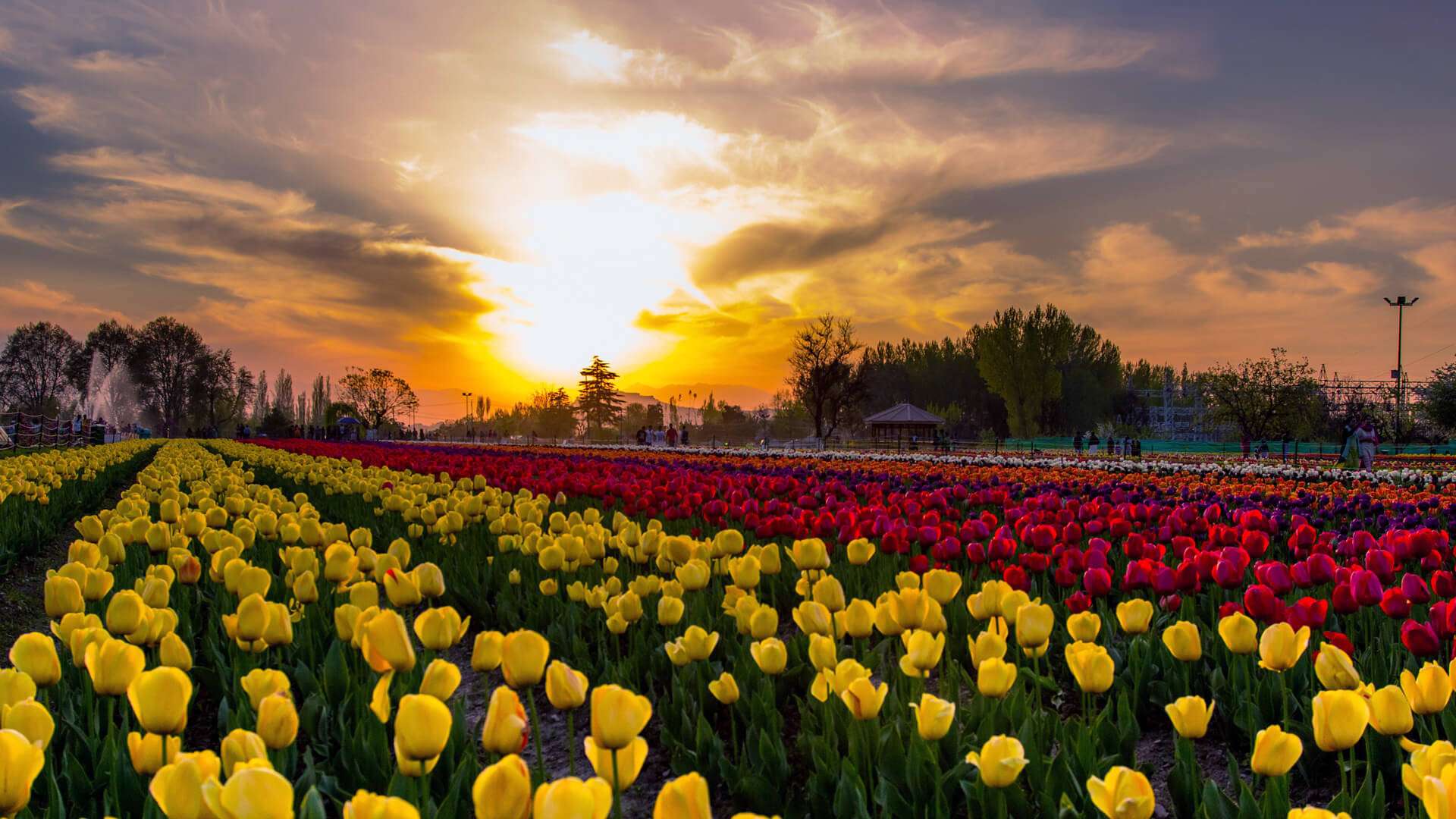 Tulip Festival Wishes