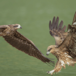 চিলনী চৰাই