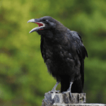 কাউৰী চৰাই