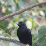 কুলি চৰাইৰ বিষয়ে এক অধ্যয়ন