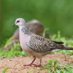 কপৌ চৰাই