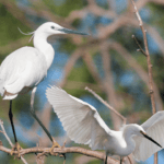 বগলী চৰাই