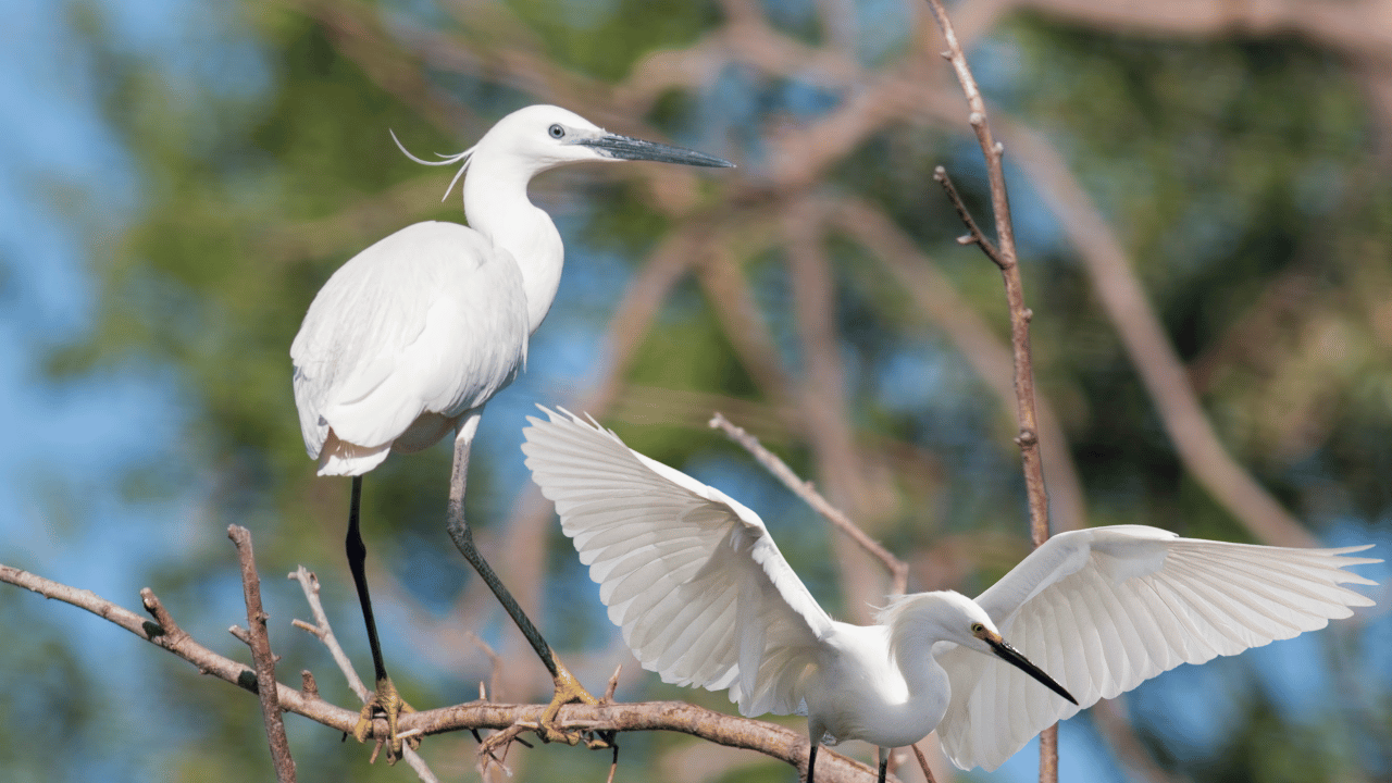 বগলী চৰাই