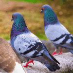 পাৰ চৰাই