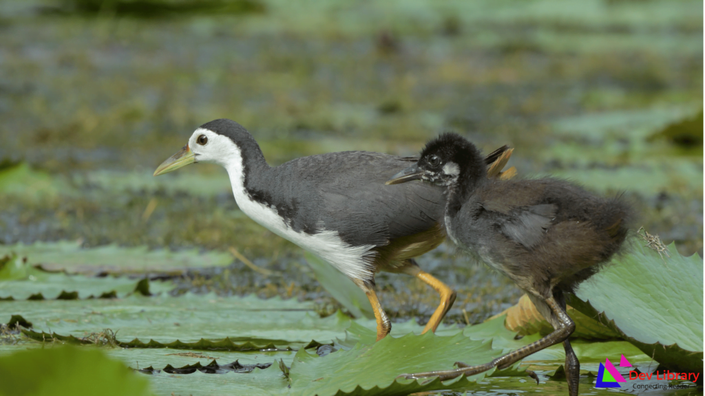 ডাউক চৰাই ৰচনা