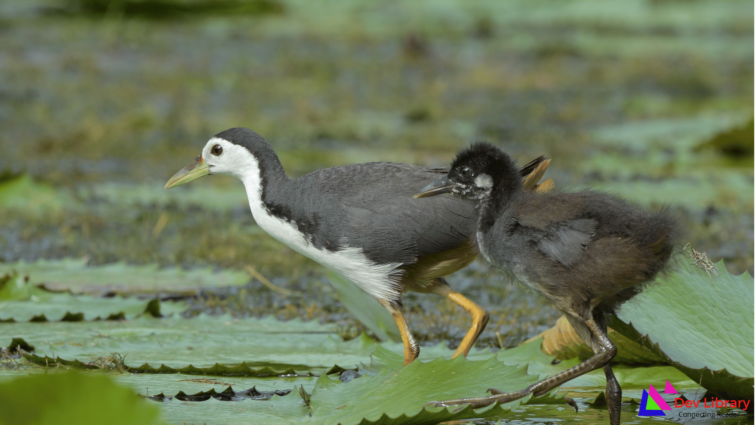 ডাউক চৰাই ৰচনা