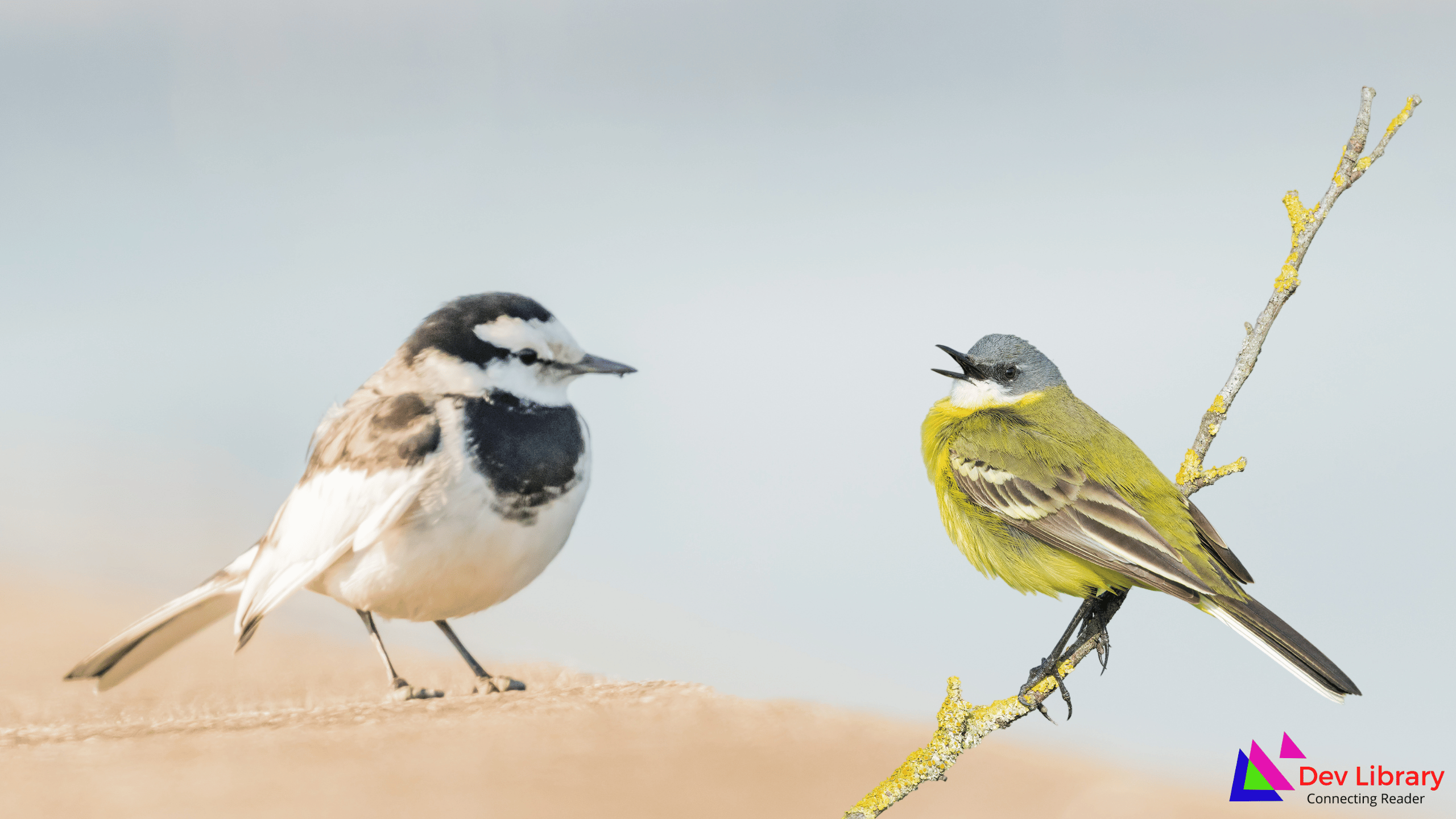 বালিমাহি চৰাই ৰচনা