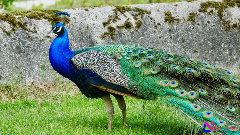 ময়ূৰ চৰাই