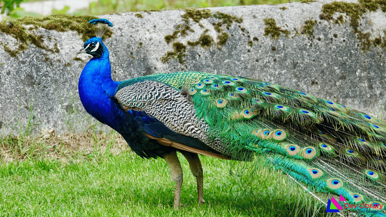 ময়ূৰ চৰাই