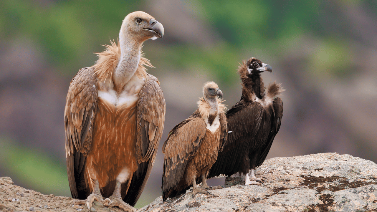 শগুন চৰাই